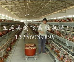 供应鸡笼设备哪家好？——山东、河南最新市场行情洞察与选购指南